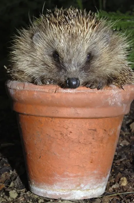 Framed Print : Hedgehog - in pot in garden. UK Framed Print : Hedgehog - in pot in garden. UK
