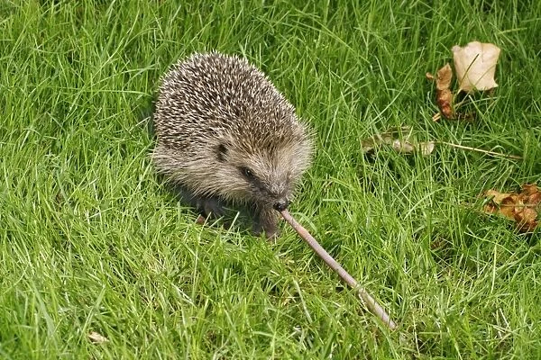 Hedgehog Pulling worm