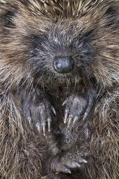 Hedgehog - rolled up