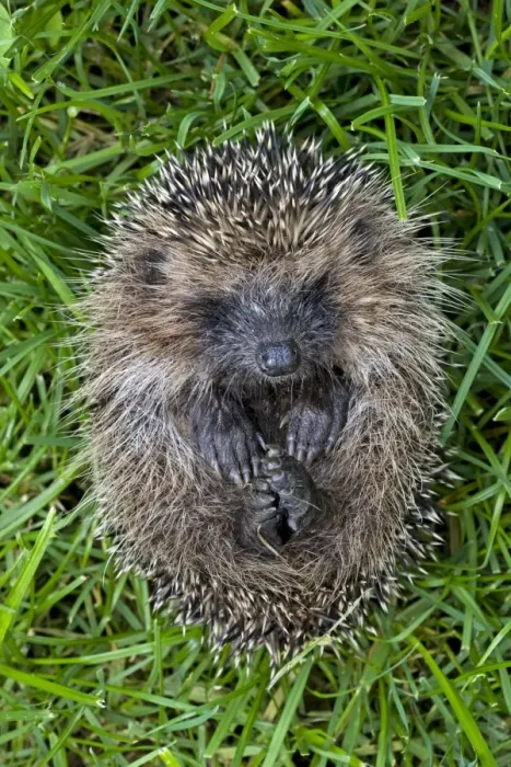 Framed Print : Hedgehog - rolled up Framed Print : Hedgehog - rolled up