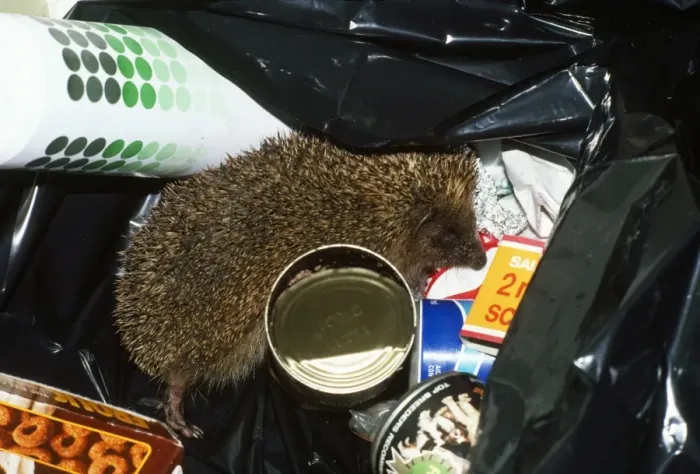 Framed Print : Hedgehog - in rubbish