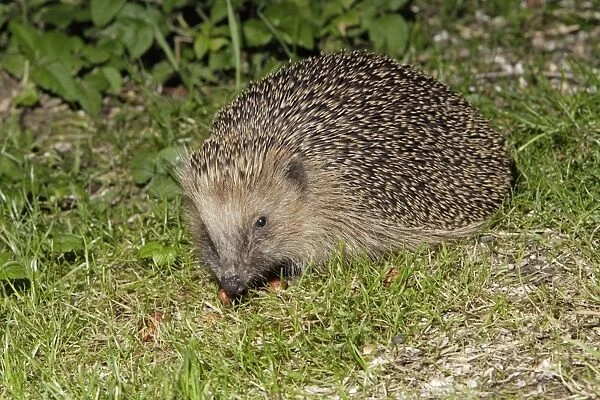 Hedgehog - searching for food in garden at night, Lower Saxony, Germany