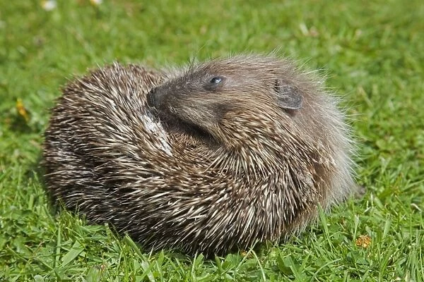 Hedgehog - self annointing - Cornwall - UK