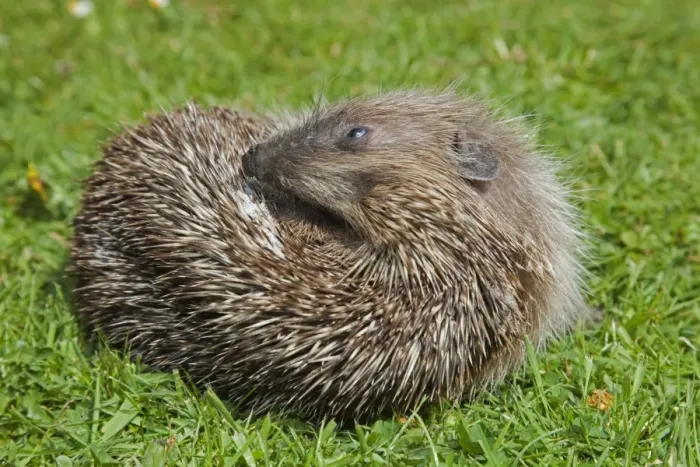 Framed Print : Hedgehog - self annointing - Cornwall - UK Framed Print : Hedgehog - self annointing - Cornwall - UK