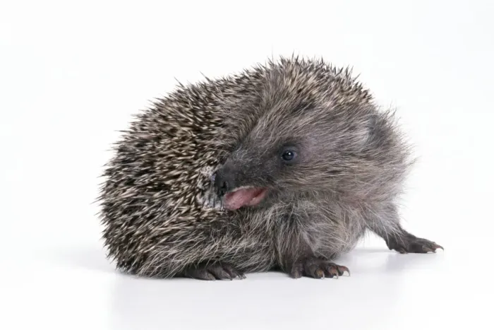 Framed Print : Hedgehog - self-anointing itself Framed Print : Hedgehog - self-anointing itself