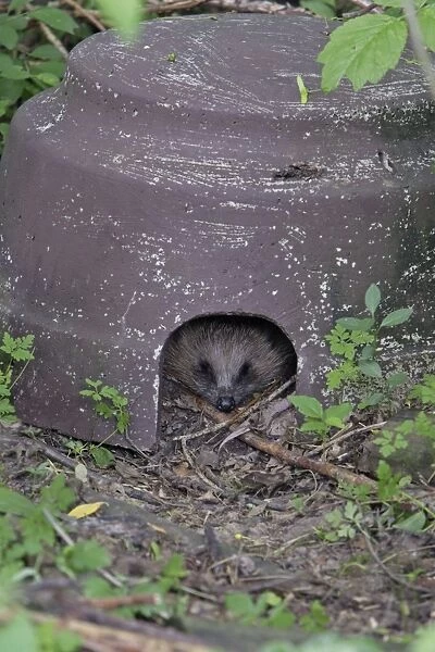 Hedgehog - sleeping in artifical shelter, in garden, Lower Saxony, Germany