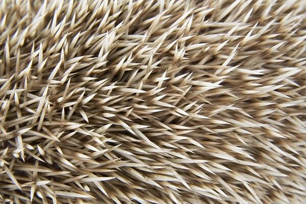 Hedgehog spines ' blonde '