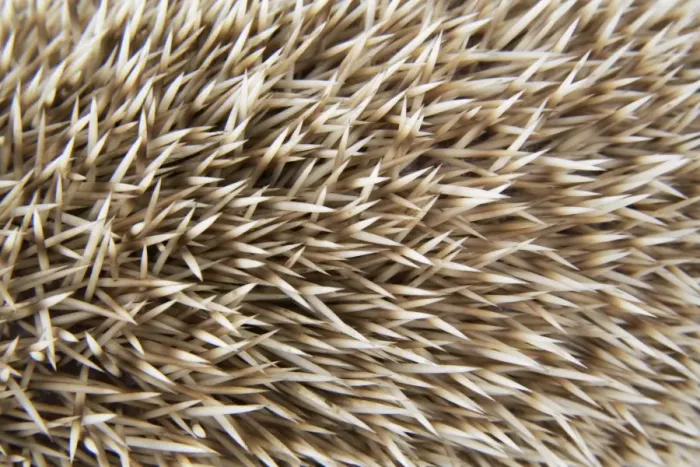 Framed Print : Hedgehog spines blonde Framed Print : Hedgehog spines blonde