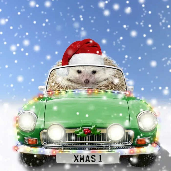 Framed Print : Hedgehog in sports car driving through Christmas snow