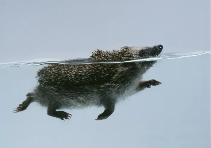 Framed Print : Hedgehog - swimming Framed Print : Hedgehog - swimming