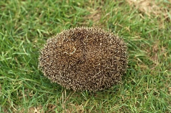 Hedgehog - tightly rolled