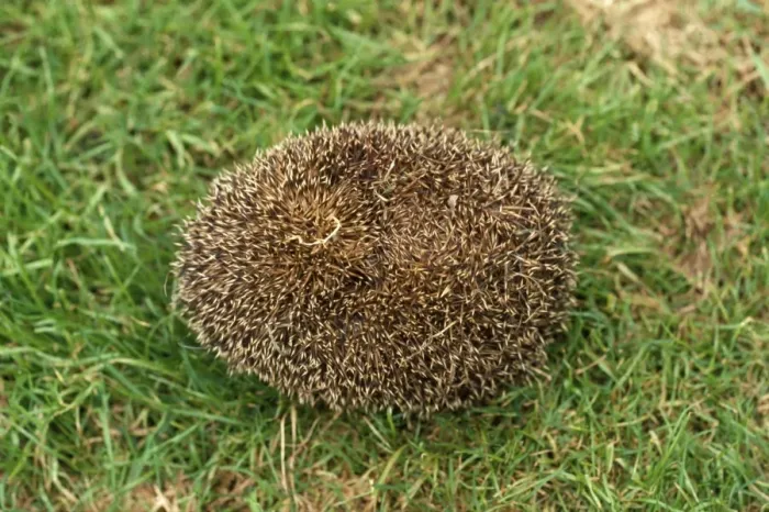 Framed Print : Hedgehog - tightly rolled Framed Print : Hedgehog - tightly rolled