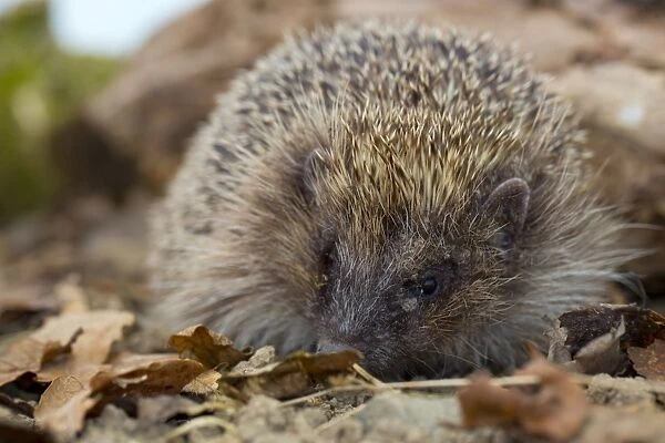Hedgehog - UK