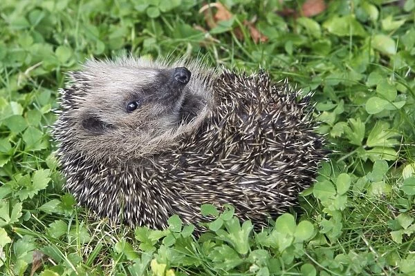 Hedgehog - young animal uncurling on garden lawn, Lower Saxony, Germany