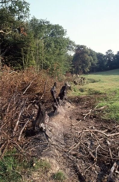 Hedgerow destruction