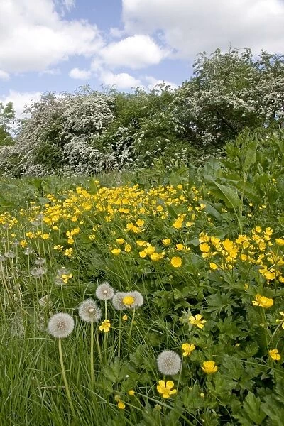 Hedgerow flowers - Buttercups & Dandelions - UK