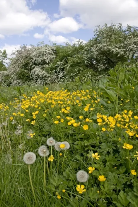 Framed Print : Hedgerow flowers - Buttercups & Dandelions - UK Framed Print : Hedgerow flowers - Buttercups & Dandelions - UK