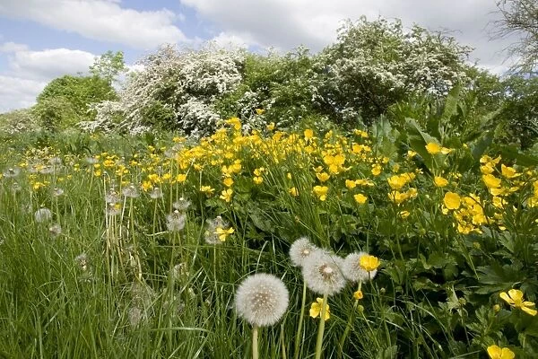 Hedgerow flowers - Buttercups & Dandelions - UK