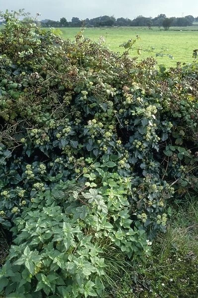 Hedgerow - with Ivy, Bramble, Nettle