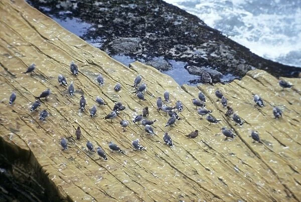 Heermann's Gull - Adult and juvenile gulls on shore