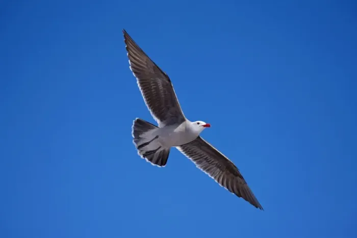 Framed Print : Heermann's Gull - Adult - Soaring - Sonora Mexico Framed Print : Heermann's Gull - Adult - Soaring - Sonora Mexico