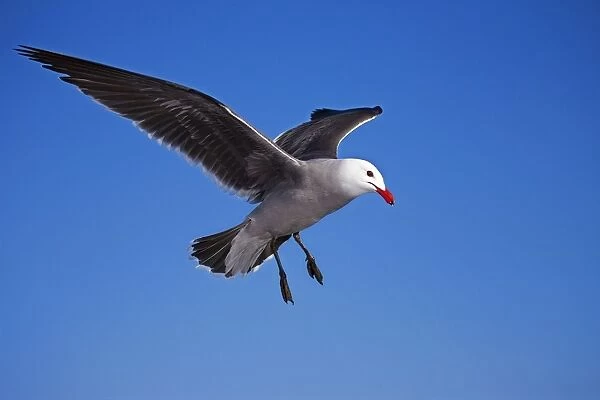 Heermann's Gull - adult - Taking off Mexico