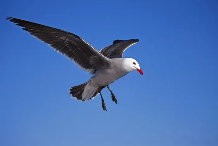Framed Print : Heermann's Gull - adult - Taking off Mexico Framed Print : Heermann's Gull - adult - Taking off Mexico