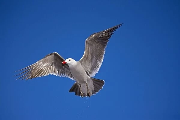 Heermann's Gull - adult - Taking off Mexico