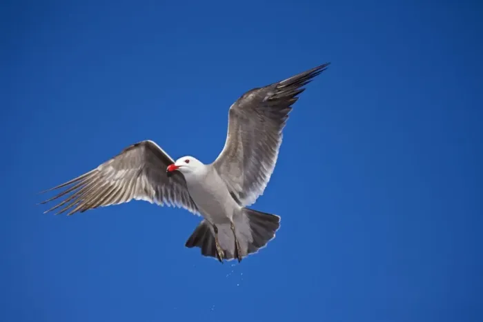 Framed Print : Heermann's Gull - adult - Taking off Mexico Framed Print : Heermann's Gull - adult - Taking off Mexico