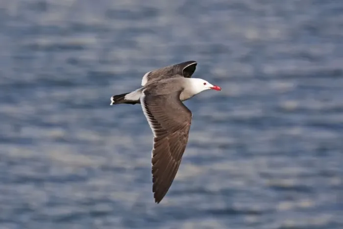 Framed Print : Heermann's Gull, Larus heermanni, adult in flight. Nayarit Mexico in April Framed Print : Heermann's Gull, Larus heermanni, adult in flight. Nayarit Mexico in April