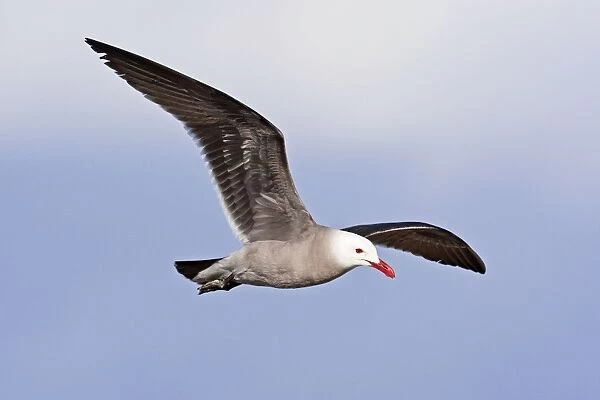 Heermann's Gull, Larus heermanni, adult in flight. Nayarit Mexico in April