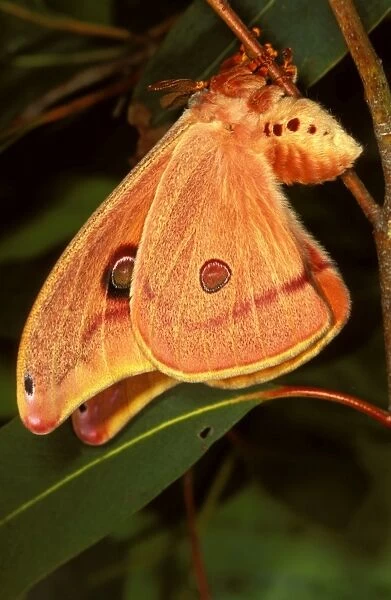 Helena moth - female