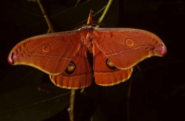 Helena moth - female, top view