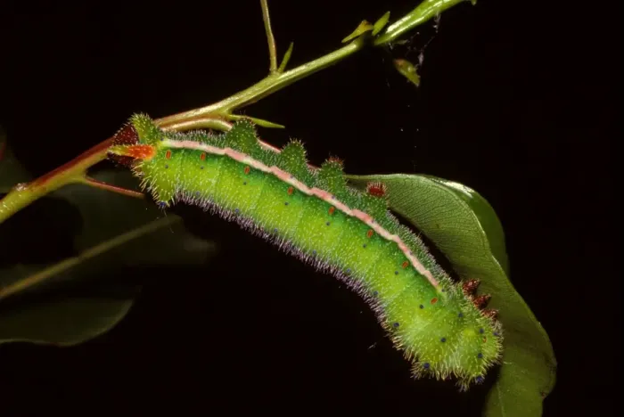 Framed Print : Helena moth - mature larva Framed Print : Helena moth - mature larva