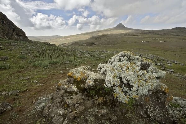 Helichrysum sp. flowers on Sanetti Plateau - Bale Mountains - Ethiopia - Africa