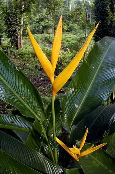 Heliconia (a species of Ginger) plant flowers at Borneo Rainforest Lodge, Sabah, Borneo, Malaysia; June. Ma39. 3192