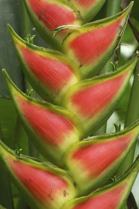 Framed Print : Heliconia Flower Bastimentos National Park Bocas del Toro, Panama