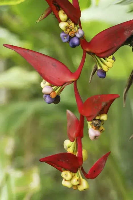 Framed Print : Heliconia Flower Belize