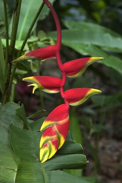 Heliconia  /  Lobster Claw - Related to the edible banana family - often pollinated by hummingbirds. St. Lucia, Windward Islands