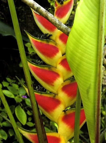 Heliconia wagneriana - related to the edible banana family - often pollinated by hummingbirds. St. Lucia, Windward Islands. February
