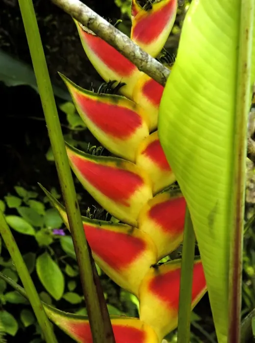 Framed Print : Heliconia wagneriana - related to the edible banana family - often pollinated by hummingbirds. St. Lucia, Windward Islands. February
