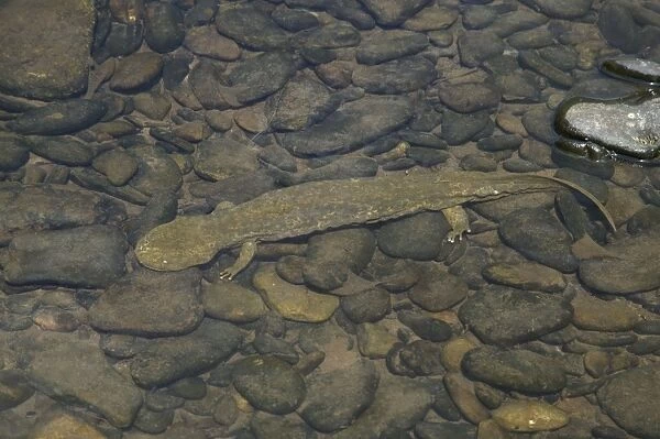 Hellbender - Underwater. Almost always found in rivers and larger streams where water is running and ample shelter is available in the form of large rocks snags or debris- may somtimes be caught by slowly overturning or moving large rocks in clear