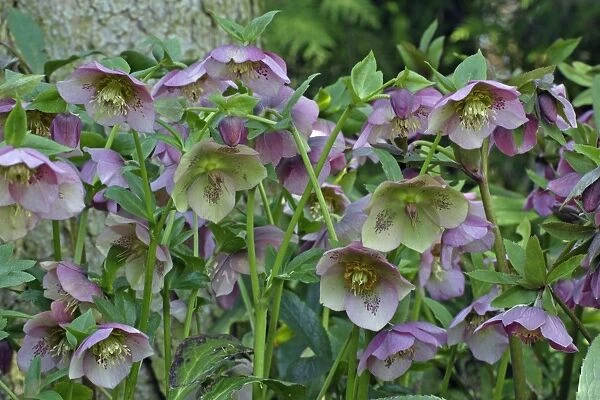 Hellebore Blossom - in garden, Febuary, Lower Saxony, Germany