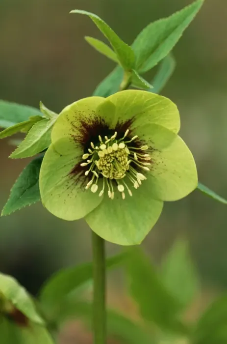 Framed Print : Helleborus Orien talis Various selection East Sussex garden, UK Framed Print : Helleborus Orien talis Various selection East Sussex garden, UK