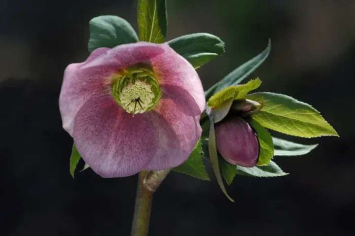 Framed Print : Helleborus orientalis - a garden hybrid - a hardy semi- evergreen perennial. Hellebores grow well in shade or semi-shade during winter to late spring. Kent garden. March Framed Print : Helleborus orientalis - a garden hybrid - a hardy semi- evergreen perennial. Hellebores grow well in shade or semi-shade during winter to late spring. Kent garden. March