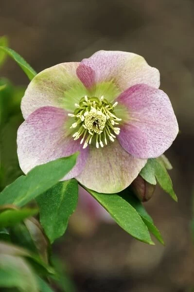 Helleborus orientalis 'Red x Pink' - a hybrid variant on the original orientalis. Hellebores are hardy perennials and grow well in shade and semi-shade