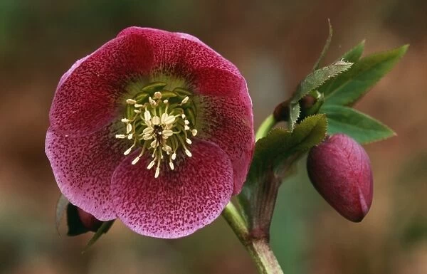 Helleborus Orientalis 'Varieties selection' East Sussex garden, UK