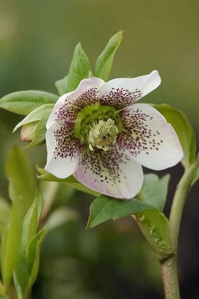 Helleborus orientalis - 'White Spotted' - garden hybrid. One of many variations of hybrids developed from the orientalis. Hellebores grow well in shade and semi-shade, moist soil, and are hardy perennials. East Sussex garden - UK. March