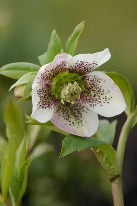 Framed Print : Helleborus orientalis - White Spotted - garden hybrid. One of many variations of hybrids developed from the orientalis. Hellebores grow well in shade and semi-shade, moist soil, and are hardy perennials. East Sussex garden - UK. March Framed Print : Helleborus orientalis - White Spotted - garden hybrid. One of many variations of hybrids developed from the orientalis. Hellebores grow well in shade and semi-shade, moist soil, and are hardy perennials. East Sussex garden - UK. March