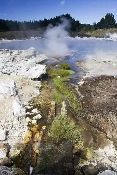 Hell's Gate  /  Tikitere geothermal reserve - Green vegetation in cold water stream inlet. Rotorua - North Island - New Zealand